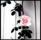 ۈڒڎ's Avatar
